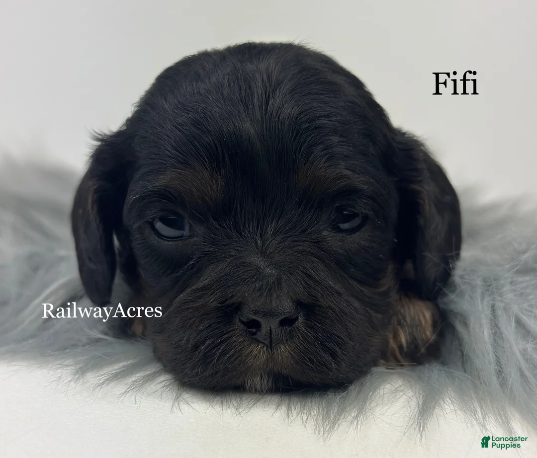 Cavapoo dogs for sale: Fifi - Ad 1
