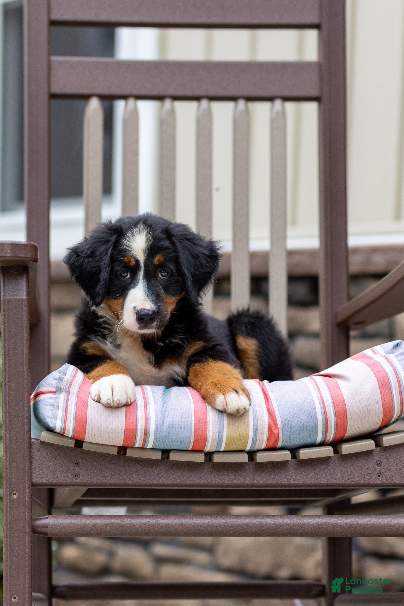 Bernese Mountain Dog dogs Remy - Ad 1