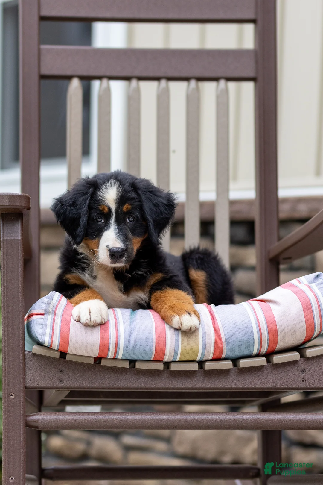 Bernese Mountain Dog dogs for sale: Remy - Ad 1