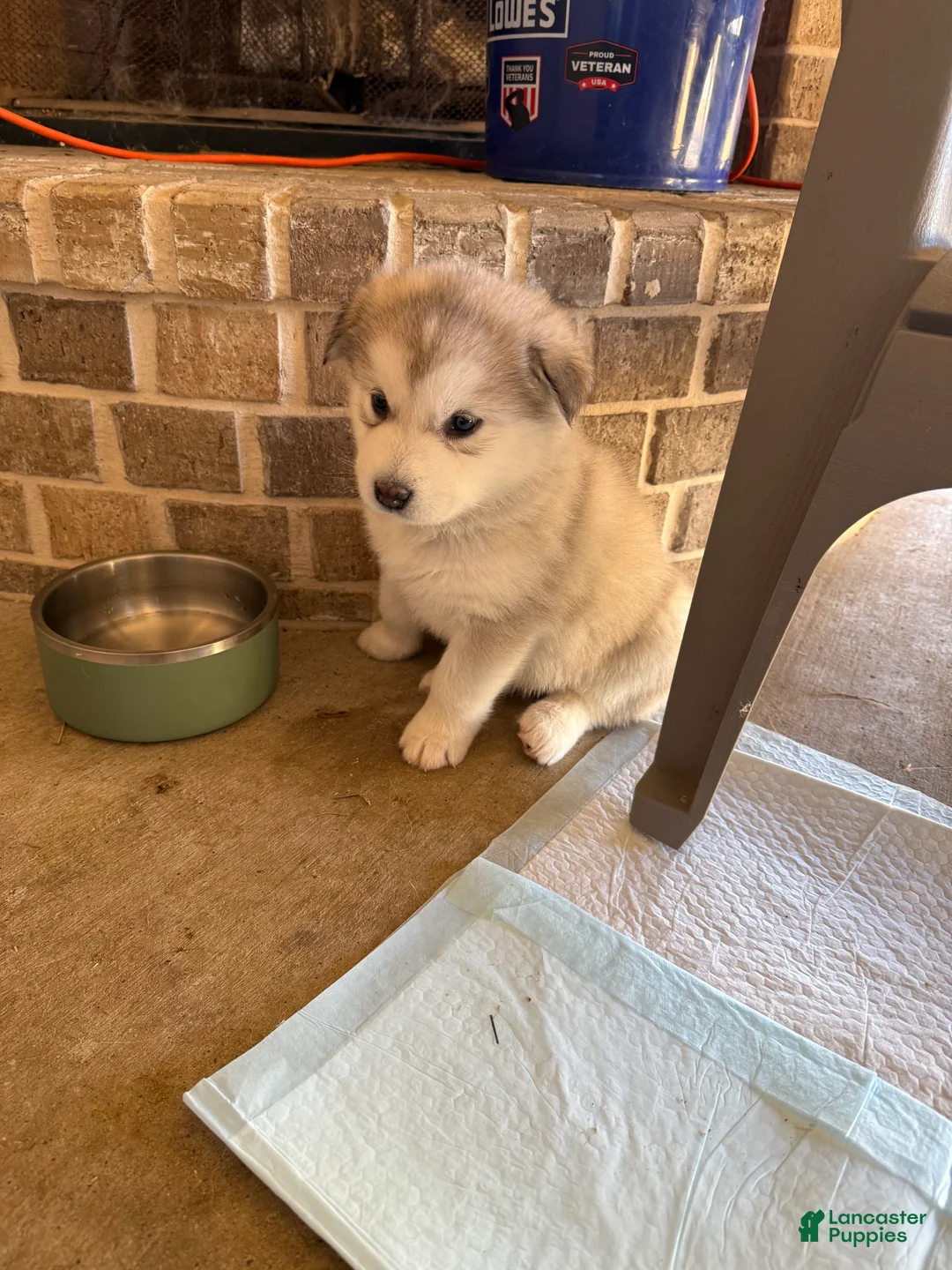 Alaskan Malamute dogs for sale: Alaskan Malamute Puppy 3 - Ad 6