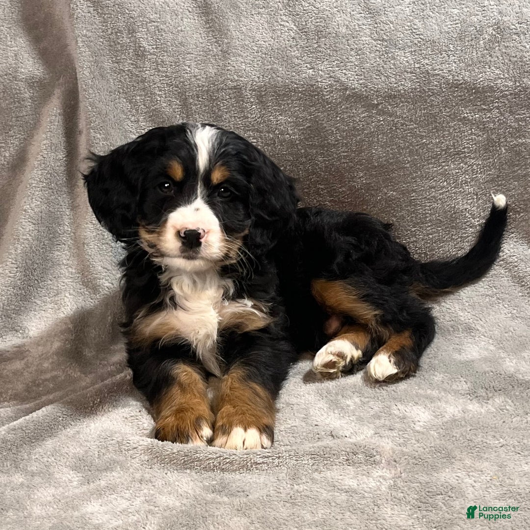 Mixed Breed dogs for sale: Gunner - Ad 3