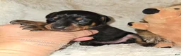 Miniature Pinscher dogs for sale: AKC Cosmo  - Ad 5