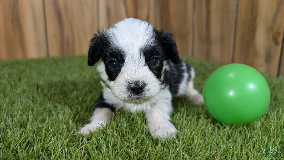 Cavapoo dogs for sale: Francis Boy 3 - Ad 2
