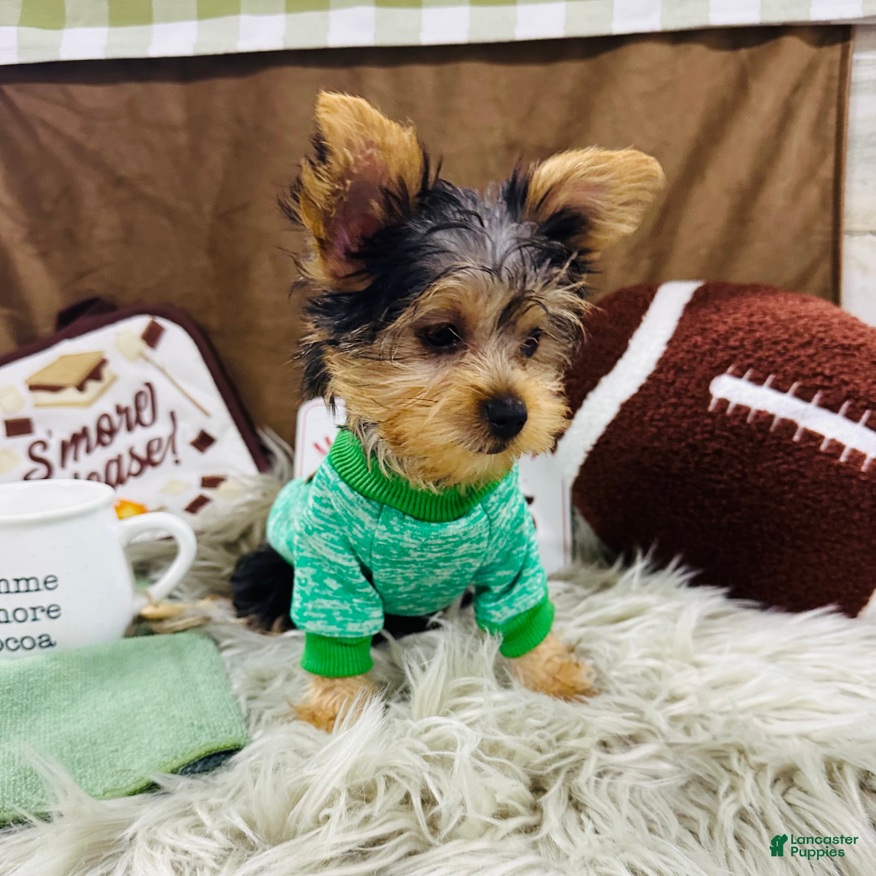 Yorkshire Terrier dogs Snickers - Ad 2