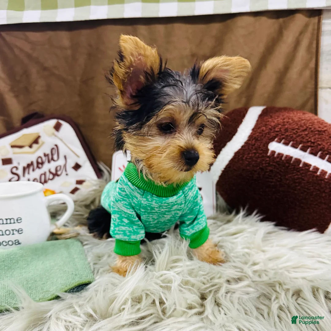 Yorkshire Terrier dogs for sale: Snickers - Ad 2