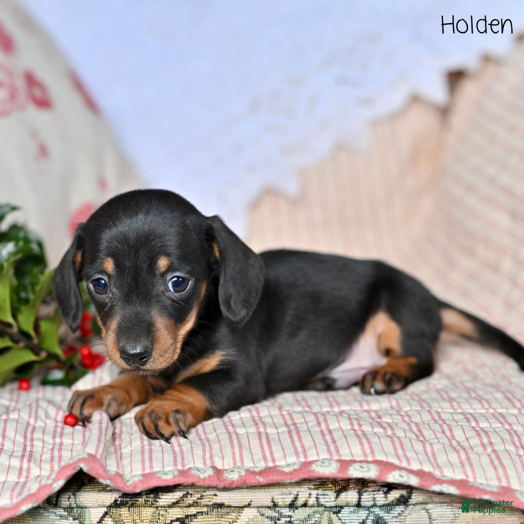 Miniature Dachshund dogs for sale: Holden - Ad 3