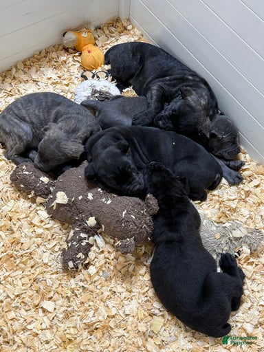 Gallery Image {{count}}