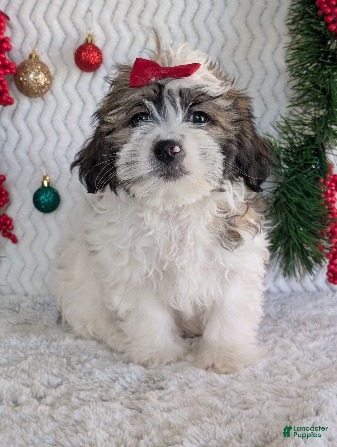 Teddy Bear dogs for sale: Jake - Ad 3