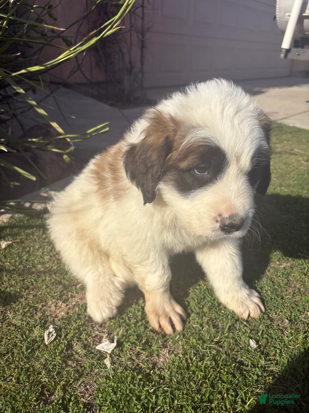 Mixed Breed dogs for sale: Mixed Breed Puppy 1 - Ad 2