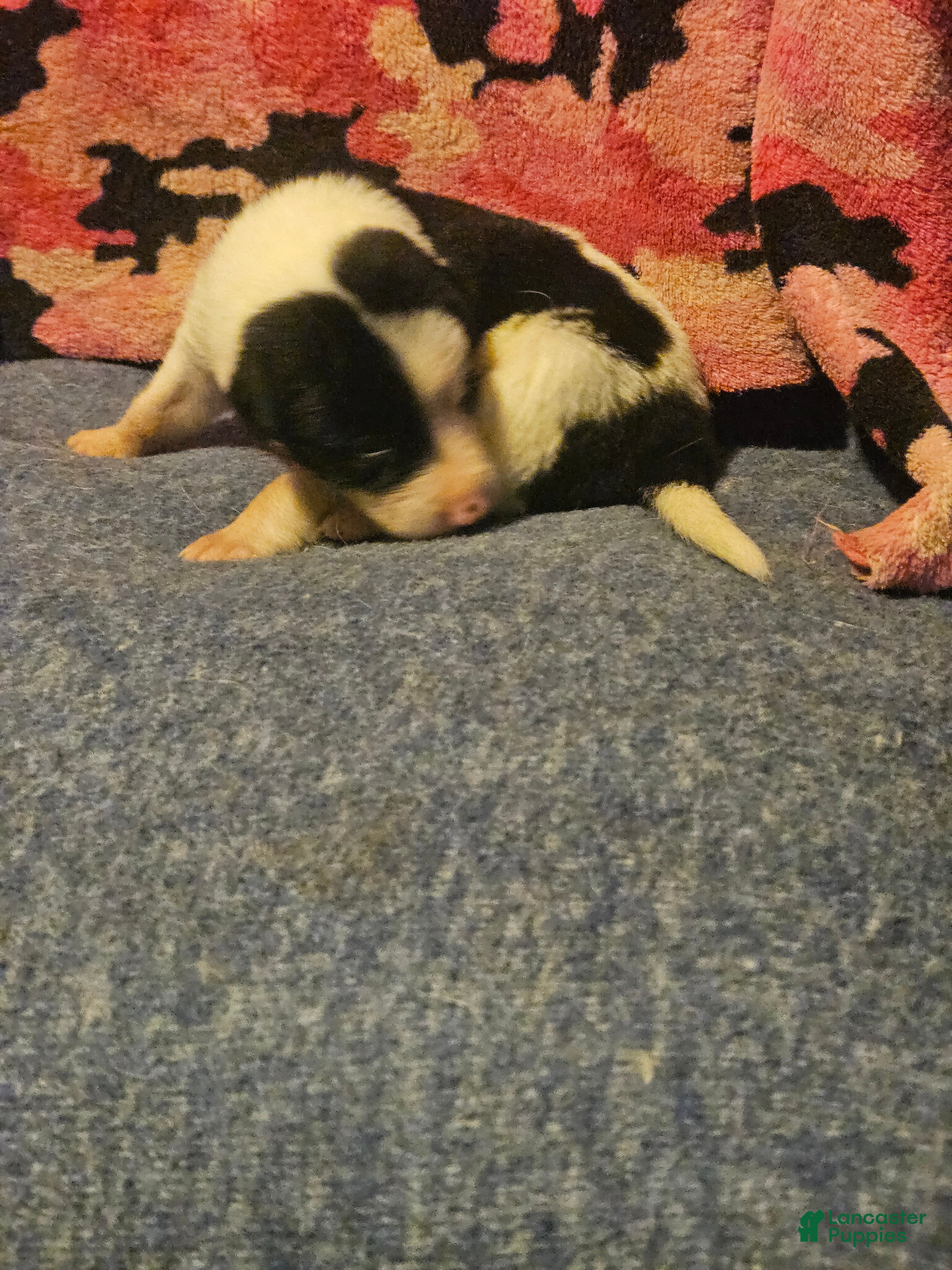 Border Collie dogs Tia - Ad 23