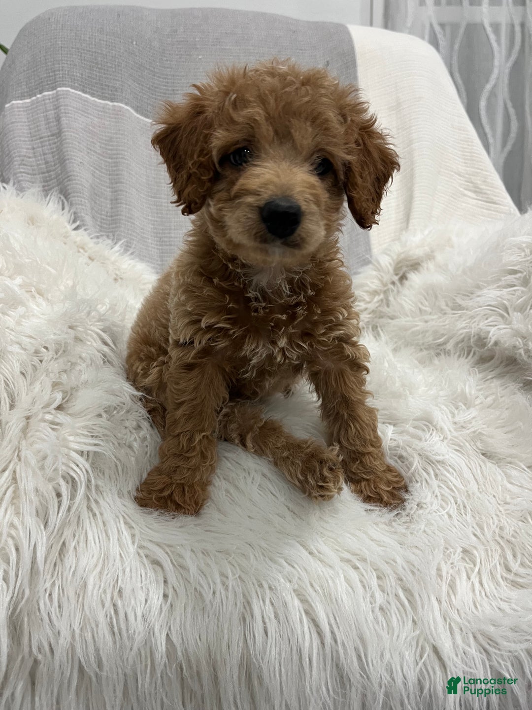 Mini Goldendoodle dogs for sale: Darcy  - Ad 2