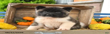 Nala