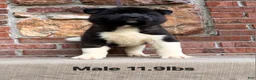 Akita dogs for sale: Akita Puppy 2 - Ad 3