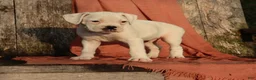 Boxer dogs for sale: Pete - Ad 12
