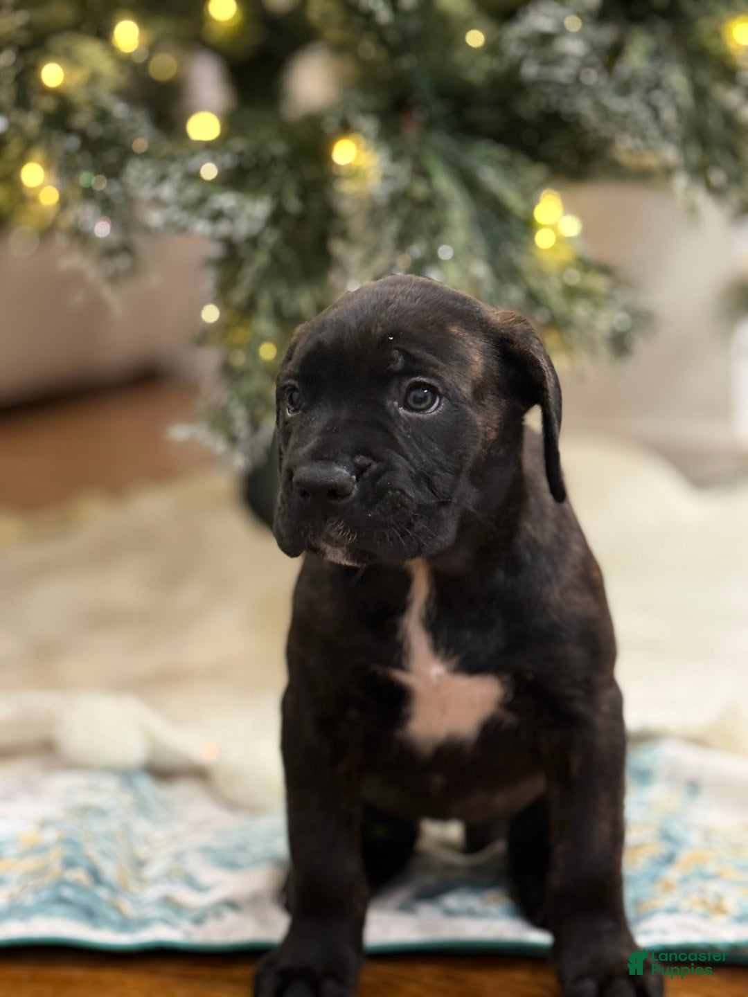 Cane Corso dogs for sale: Cavatelli - Ad 2