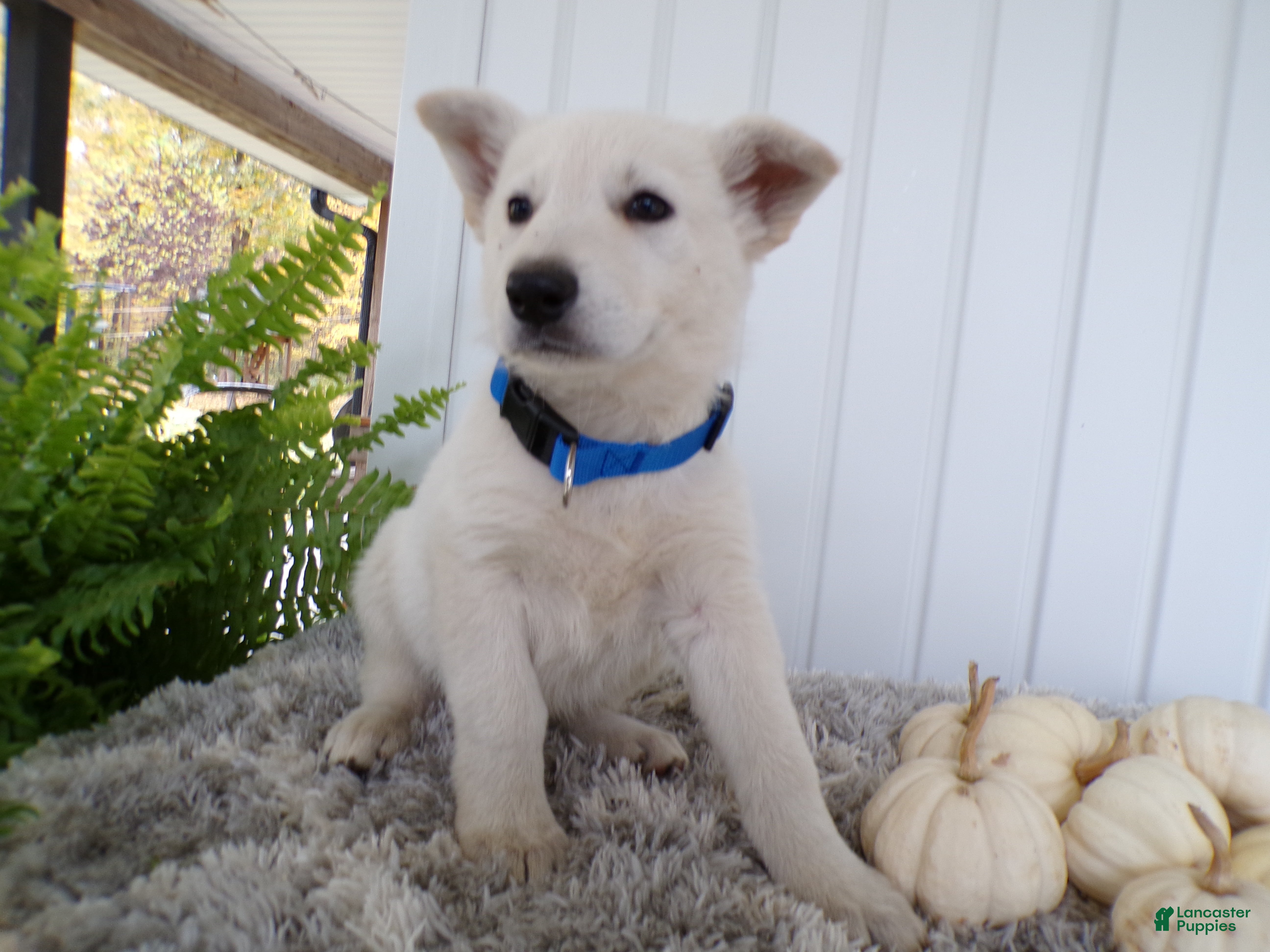 German Shepherd dogs German Shepherd Puppy 5 Wendy - Ad 5