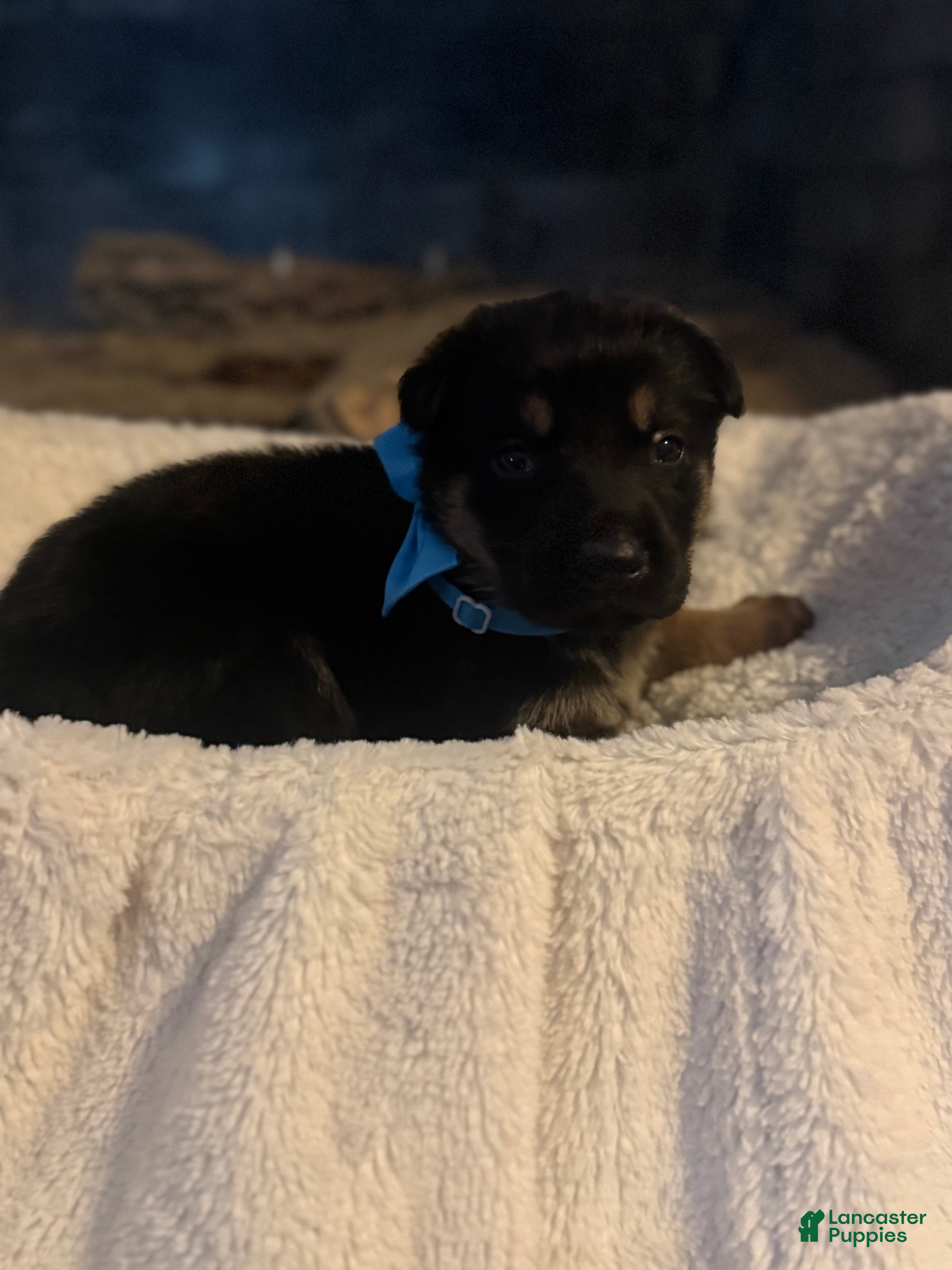 German Shepherd dogs Lincoln - Ad 36