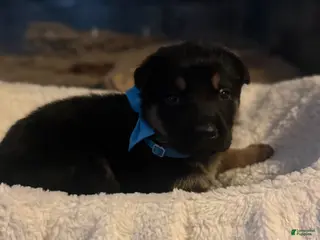 German Shepherd dogs Lincoln - Ad 17