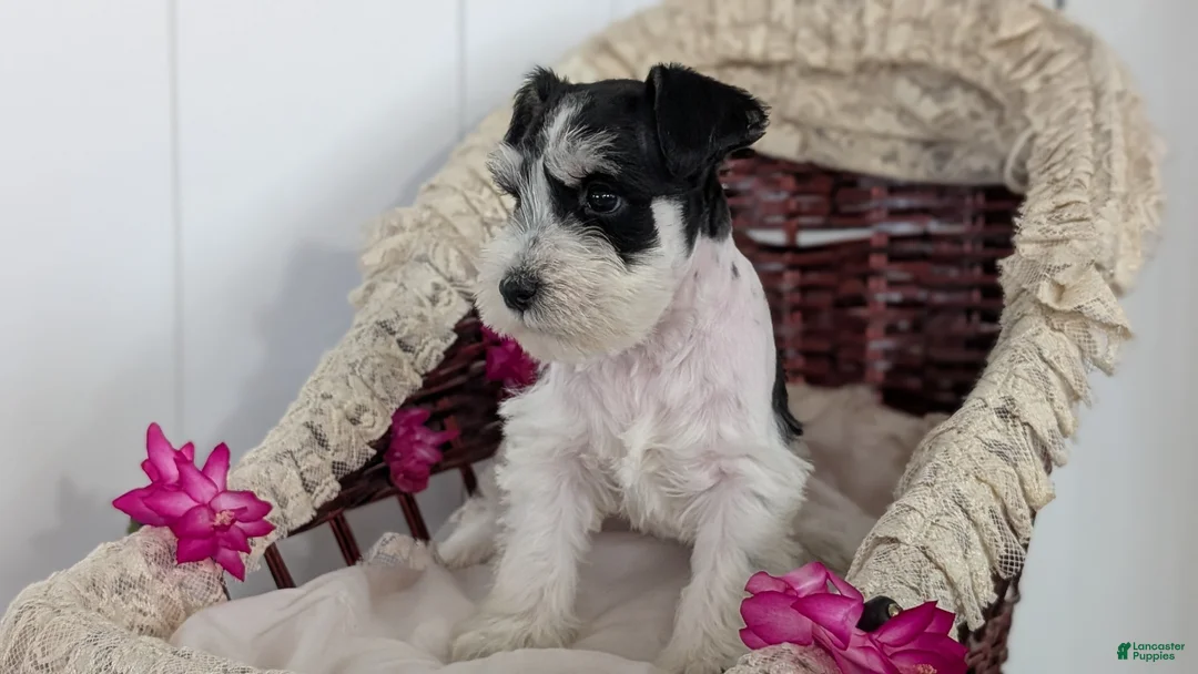 Miniature Schnauzer dogs for sale: Mason - Ad 7
