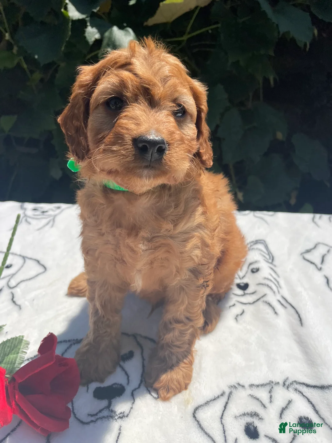 Cavapoo dogs for sale: Ernie - Ad 1