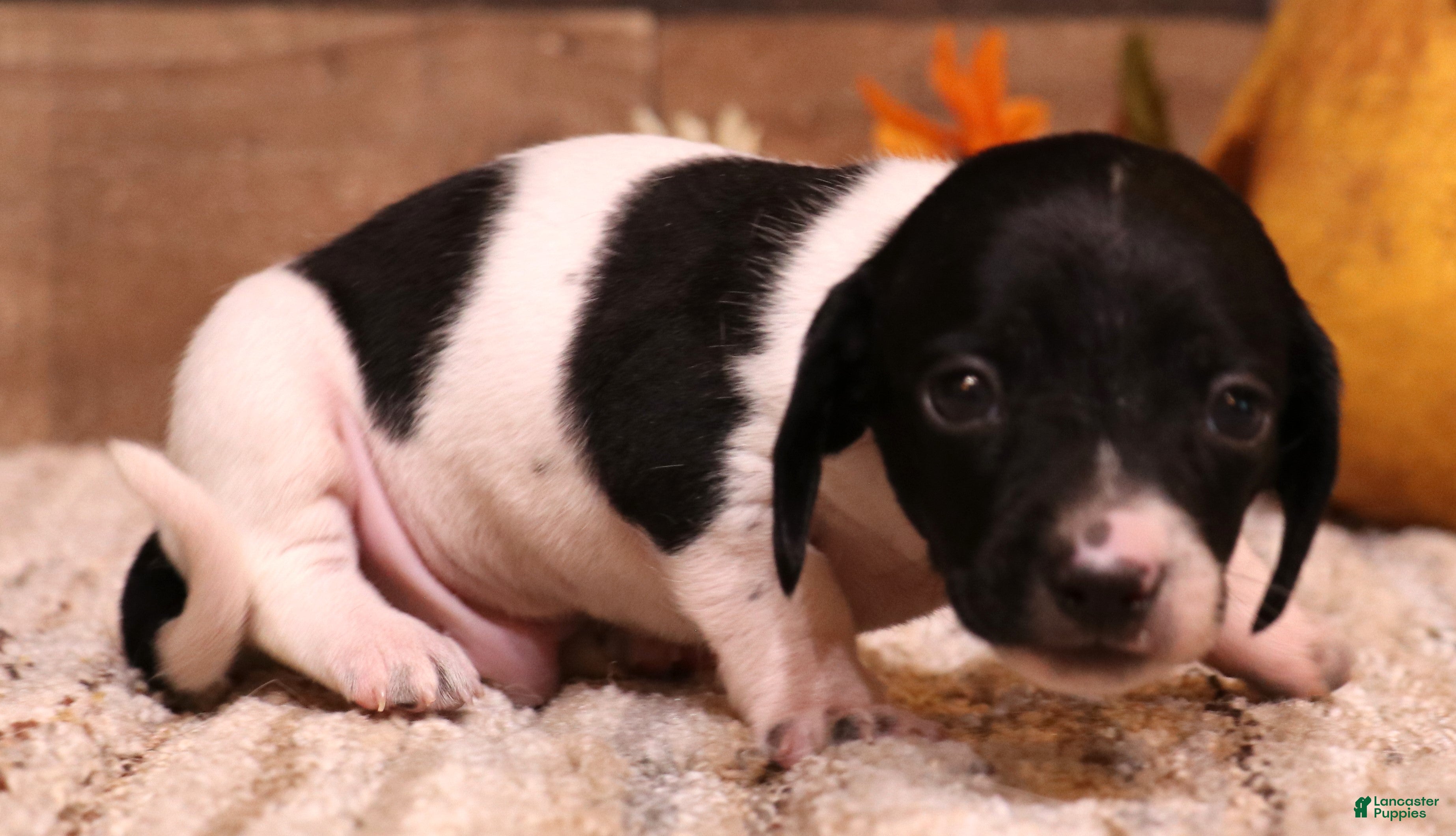Miniature Dachshund dogs Patch black/tan piebald smoothcoat - Ad 27