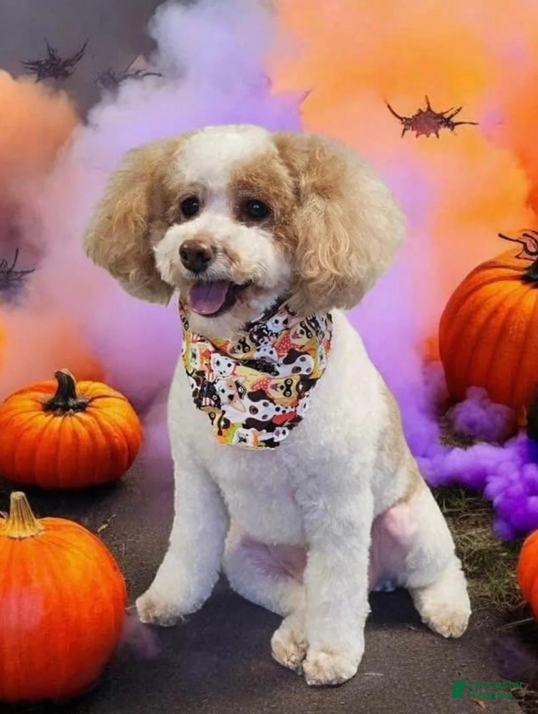 Toy Poodle dogs for sale: Honey - Ad 2