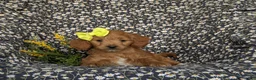 Mini Goldendoodle dogs for sale: Belinda Hypoallergenic - Ad 5