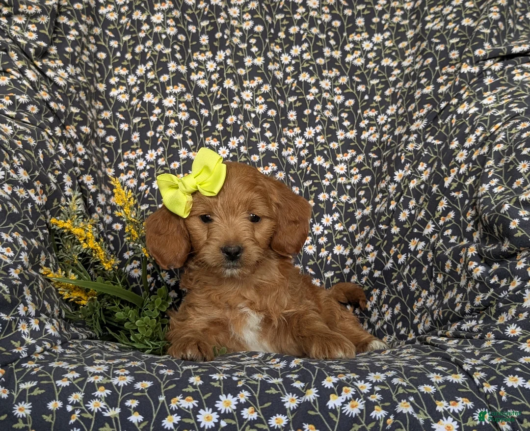 Mini Goldendoodle dogs for sale: Belinda Hypoallergenic - Ad 5