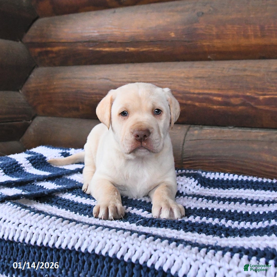 Mixed Breed dogs for sale: Henry - Ad 3