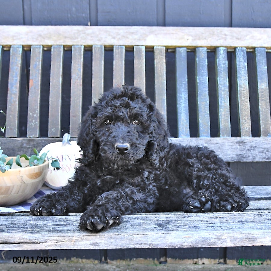 Irish Wolfhound Goldendoodle Mix Puppies Dog Breed Irish Wolfhound