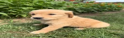 Golden Retriever dogs for sale: Emma - Ad 4