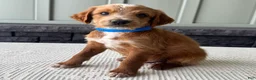 Mixed Breed dogs for sale: Waldo - Ad 3