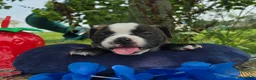 Olde English Bulldogge dogs for sale: Henry - Ad 4