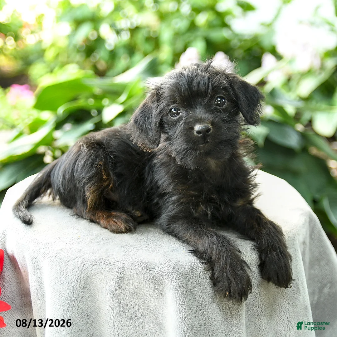 Yorkiepoo dogs for sale: Promise - Ad 3