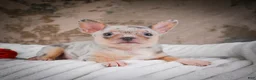 Chihuahua dogs for sale: Phillip - Ad 10