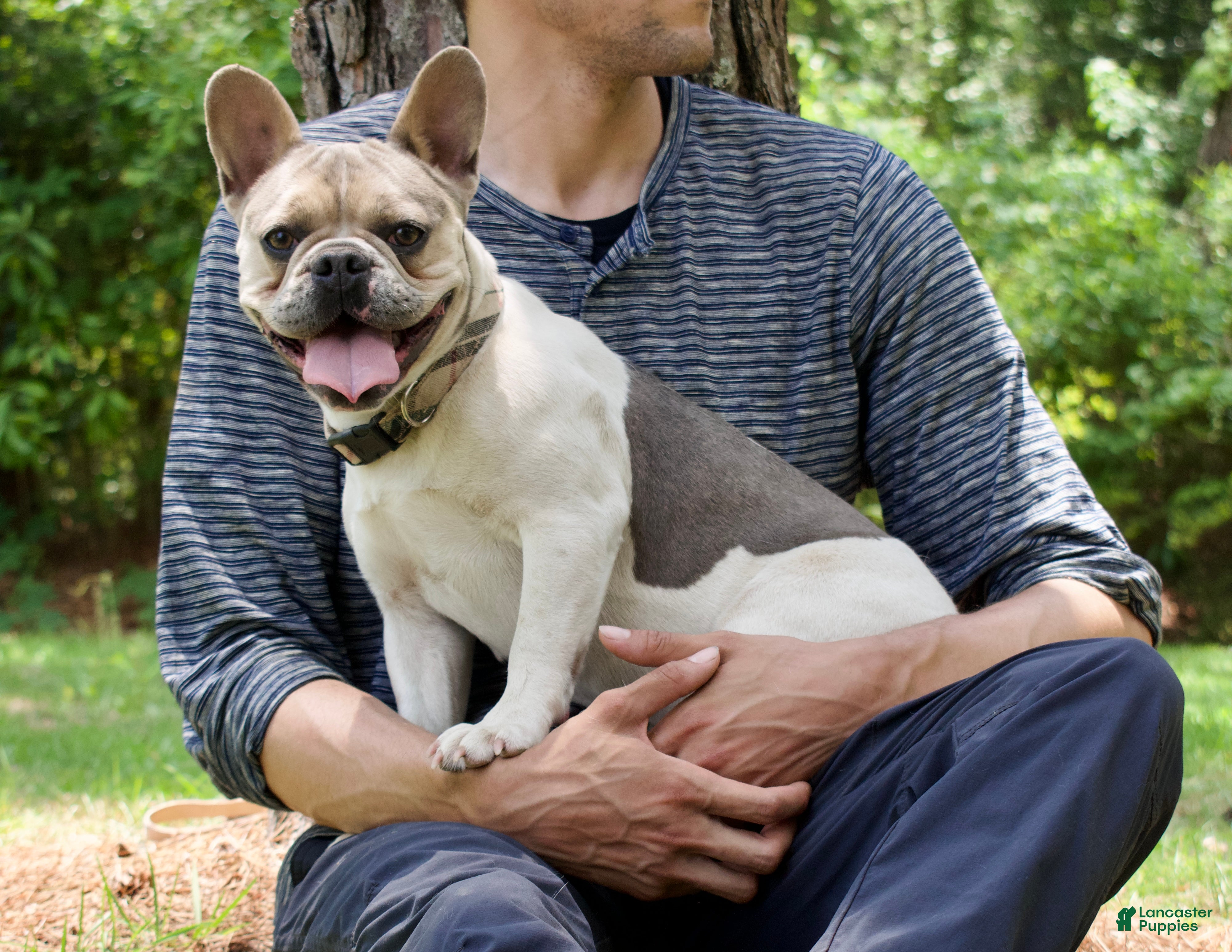 French Bulldog dogs Piper - Ad 1