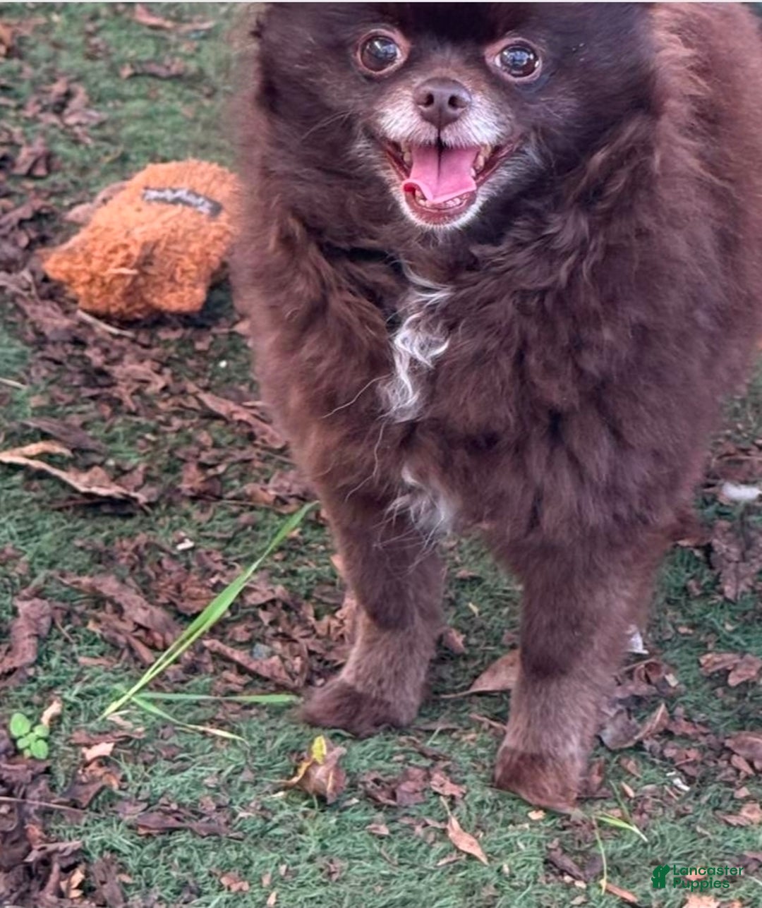 Mixed Breed dogs for sale: Mixed Breed Puppy 1 - Ad 2