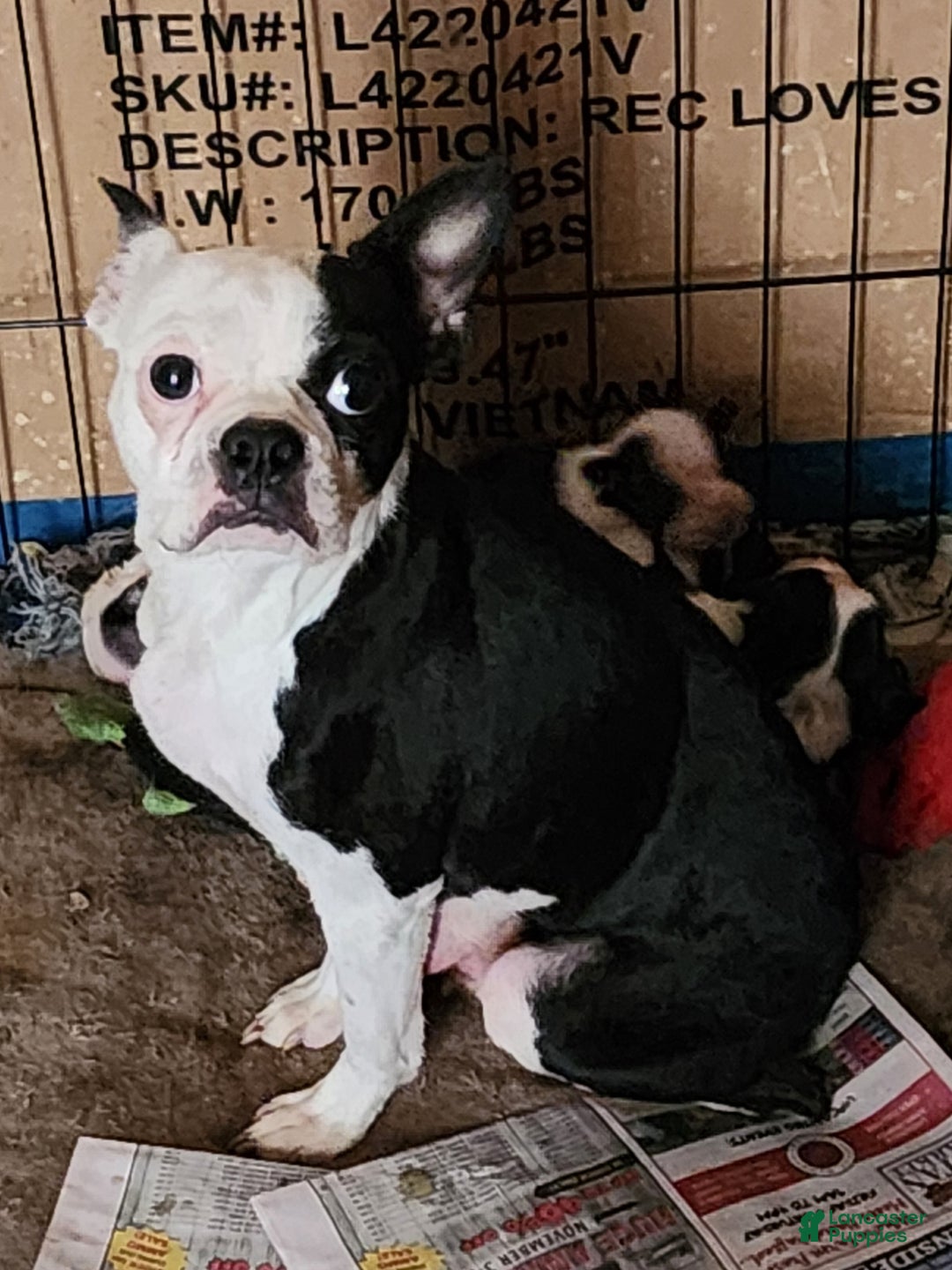 Boston Terrier dogs for sale: Boston Terrier Puppy 1 - Ad 2