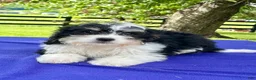 Bernedoodle dogs for sale: Nelson - Ad 2