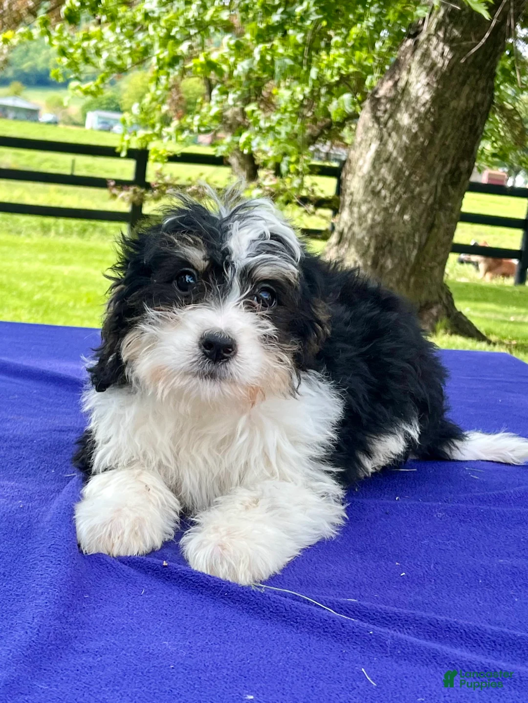 Bernedoodle dogs for sale: Nelson - Ad 2