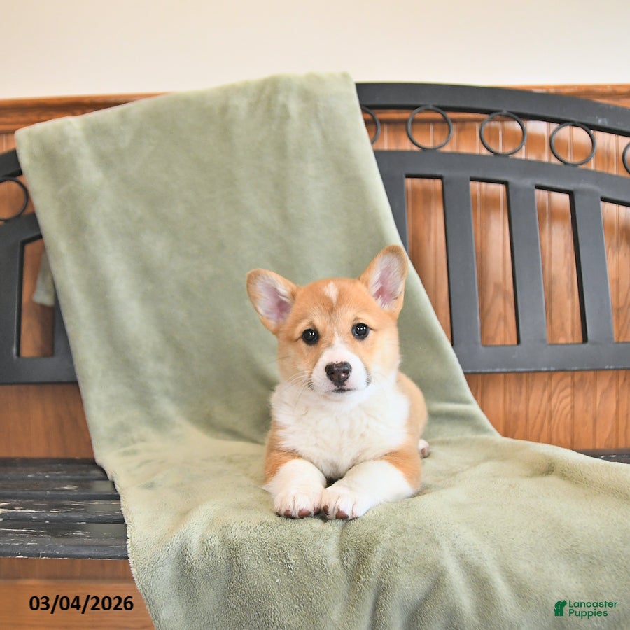 Welsh Corgi Pembroke dogs Torie - Ad 2