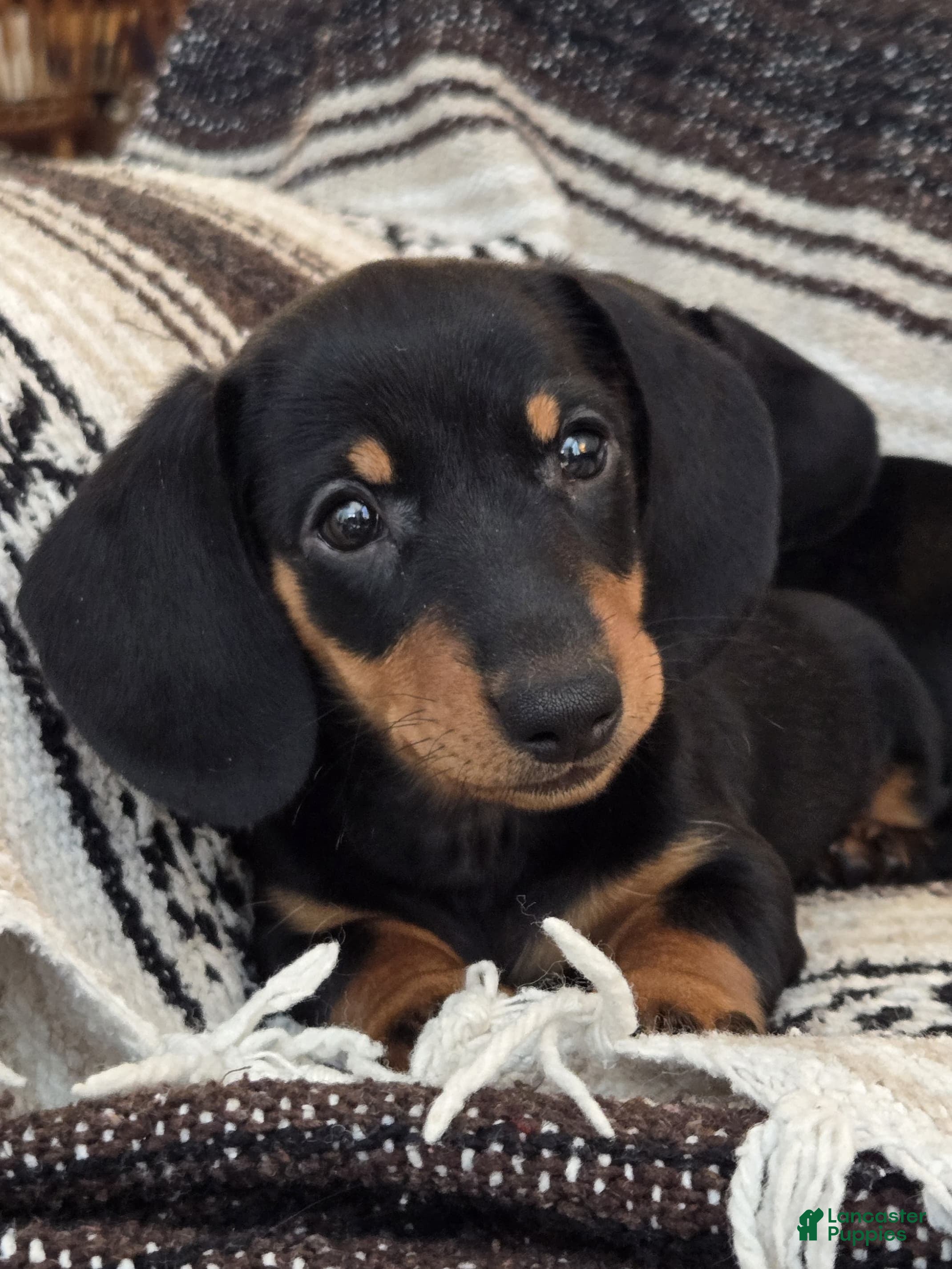 Miniature Dachshund dogs Emma - Ad 2
