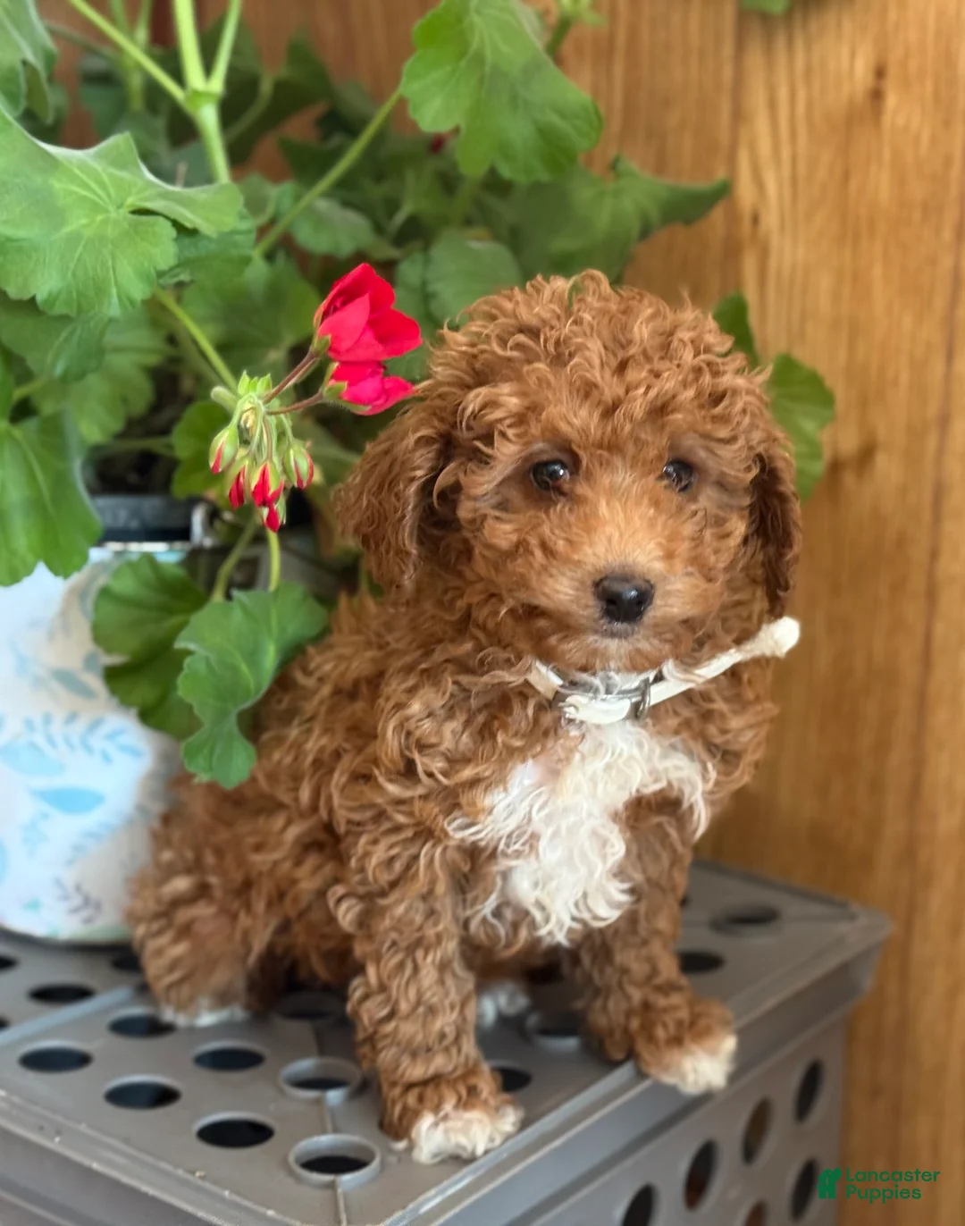 Miniature Poodle dogs for sale: Regal Rufas - Ad 7