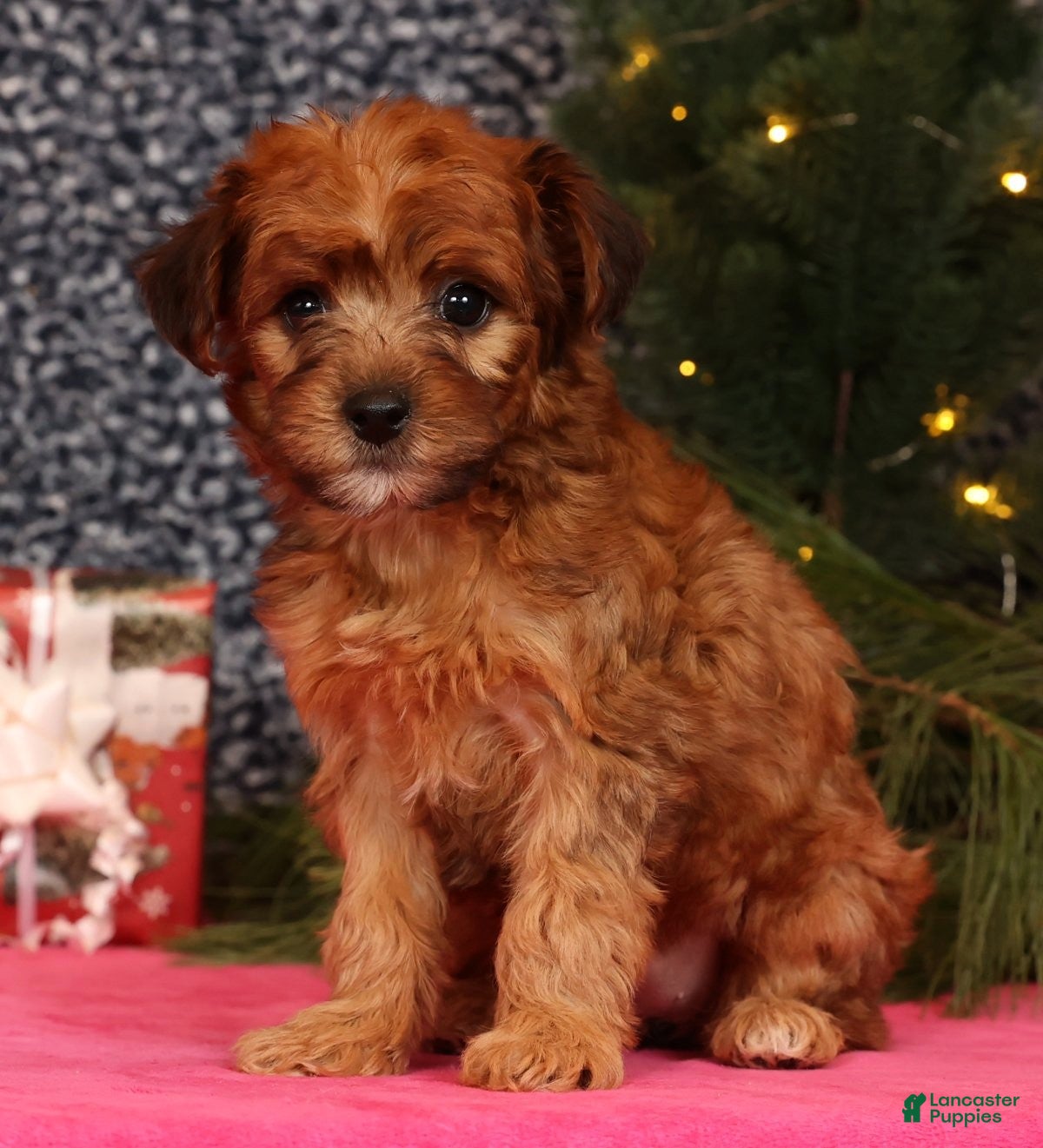 Yorkiepoo dogs Melanie - Ad 5