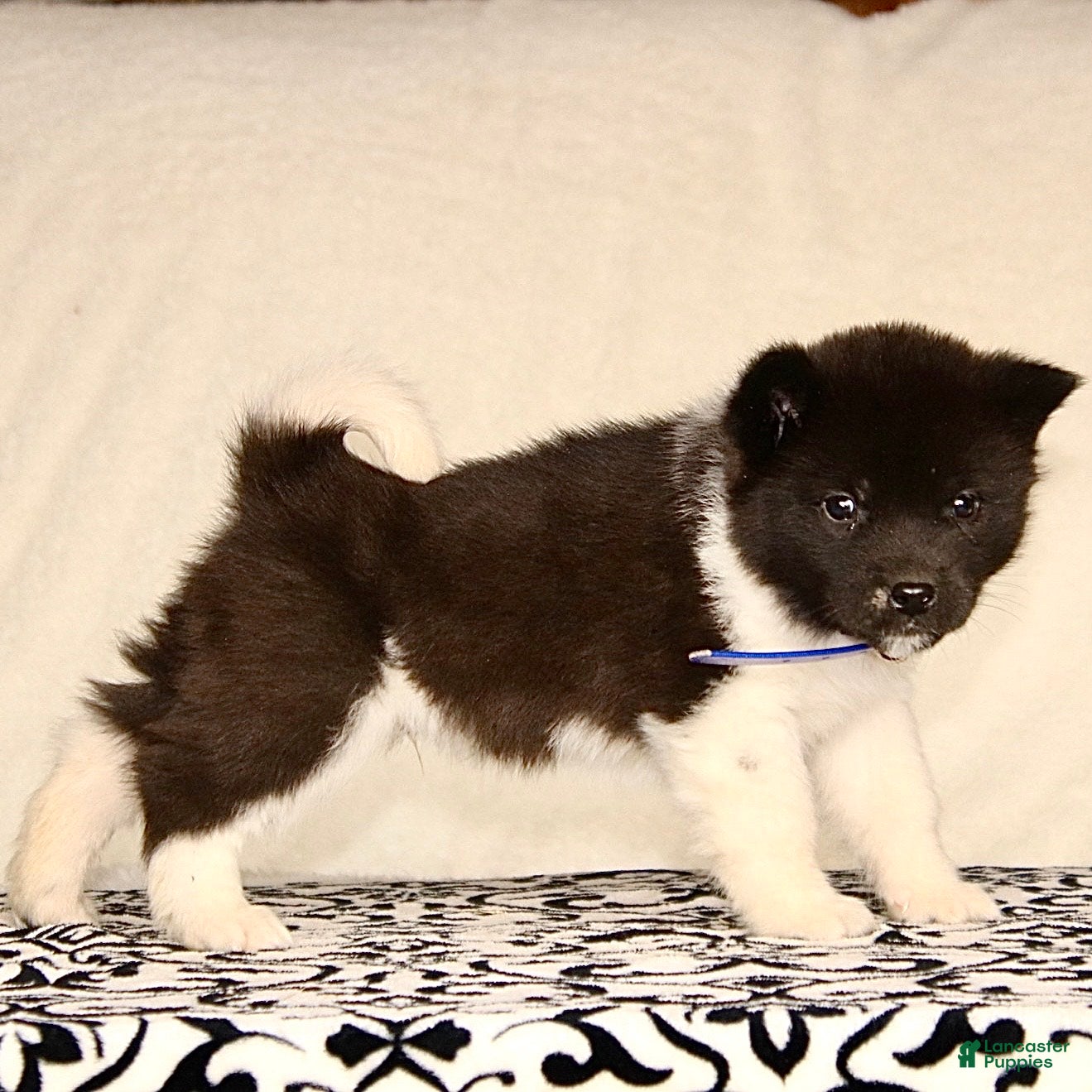 Akita dogs Atticus - Ad 9