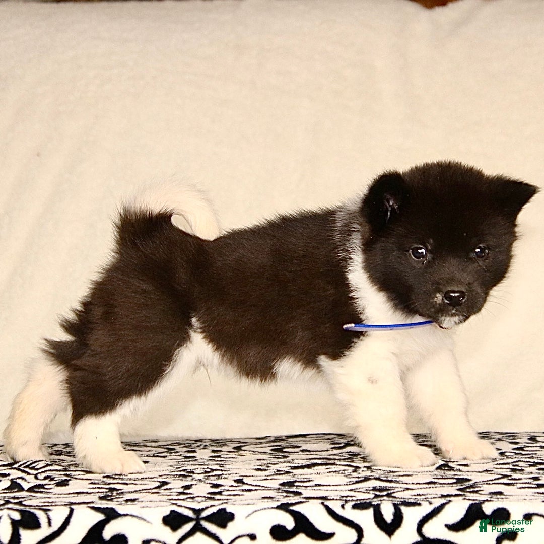 Akita dogs for sale: Atticus - Ad 1