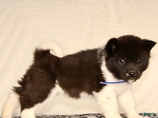 Akita dogs Atticus - Ad 9