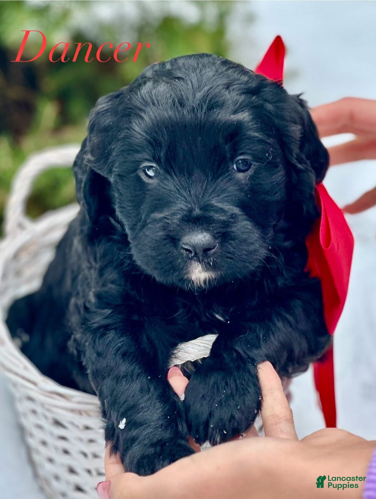 Mixed Breed dogs Dancer (Golden Mountain Doodle) - Ad 39