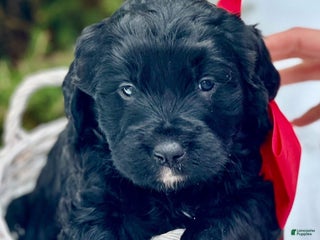 Mixed Breed dogs Dancer (Golden Mountain Doodle) - Ad 3