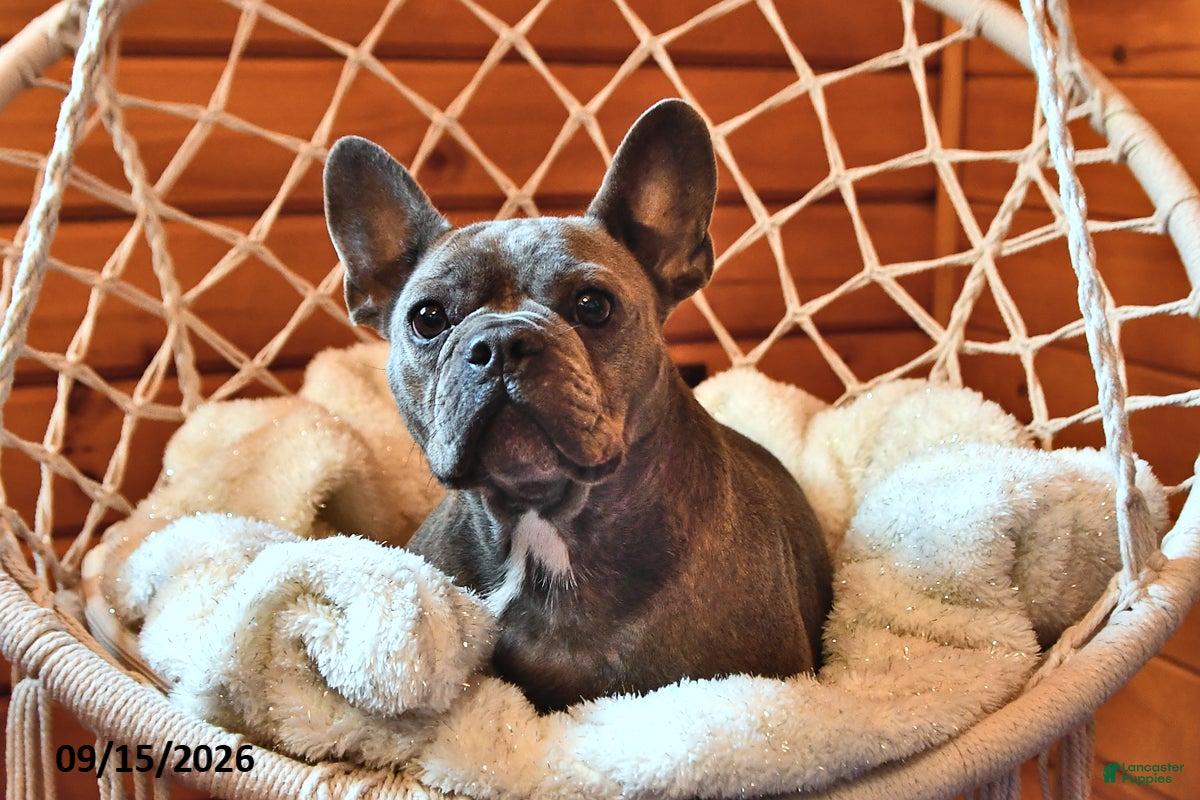 French Bulldog dogs Lollie - Ad 2